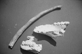 Diascan 002 22.02.2013 005.JPG