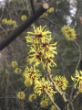 Yorckstr. 2  Tor - Hamamelis 011.jpg
