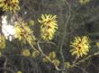 Yorckstr. 2  Tor - Hamamelis 012.jpg